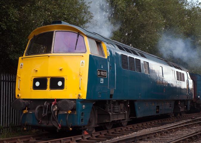 D1023 Western Fusilier 