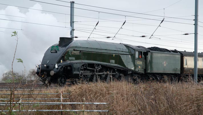 A4 Bittern at Holme on the 3th of December 2009